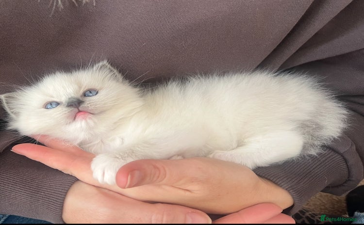 Ragdoll cats - Advert 1