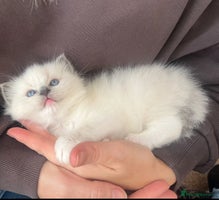 Ragdoll cats Stunning Ragdoll kittens. Ready 12 December - Advert 4