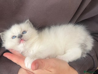 Ragdoll cats - Advert 24