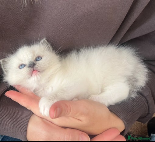 Ragdoll cats - Advert 3