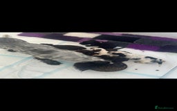 Cocker Spaniel dogs for sale: 2 YEAR OLD KC REG SHOW-COCKER SPANIAL BITCH  - Image 5