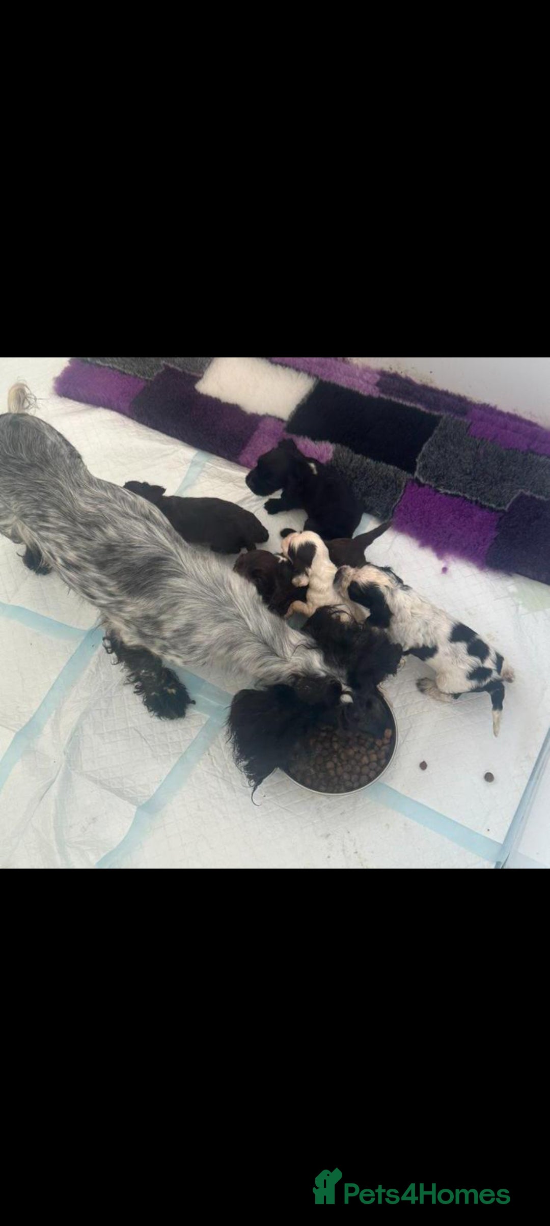 Cocker Spaniel dogs for sale: 2 YEAR OLD KC REG SHOW-COCKER SPANIAL BITCH  - Image 5