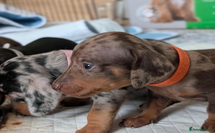 Dachshund dogs - Advert 8