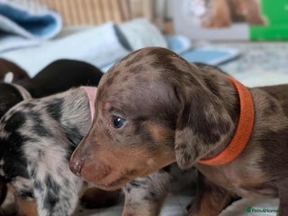 Dachshund dogs - Advert 14