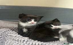 Mixed Breed cats for sale: Kittens - Image 6