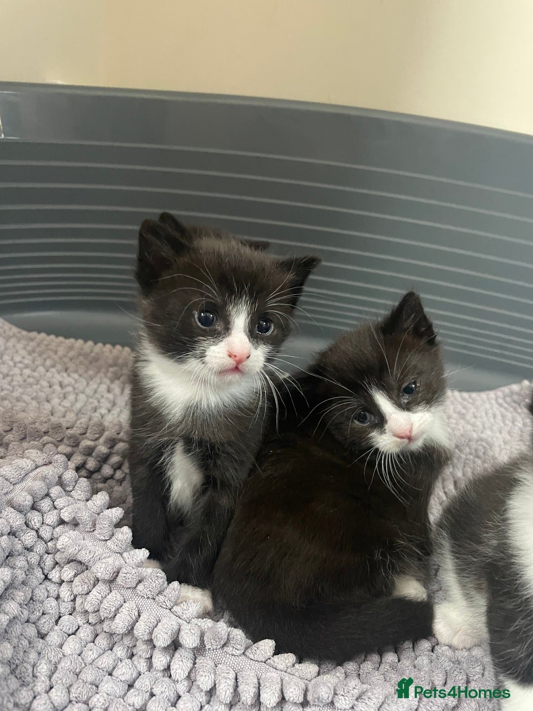 Mixed Breed cats for sale: Kittens - Image 6