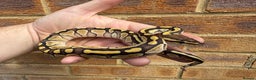 Python Snake reptiles for sale: Ball python hatchlings  - Advert 4