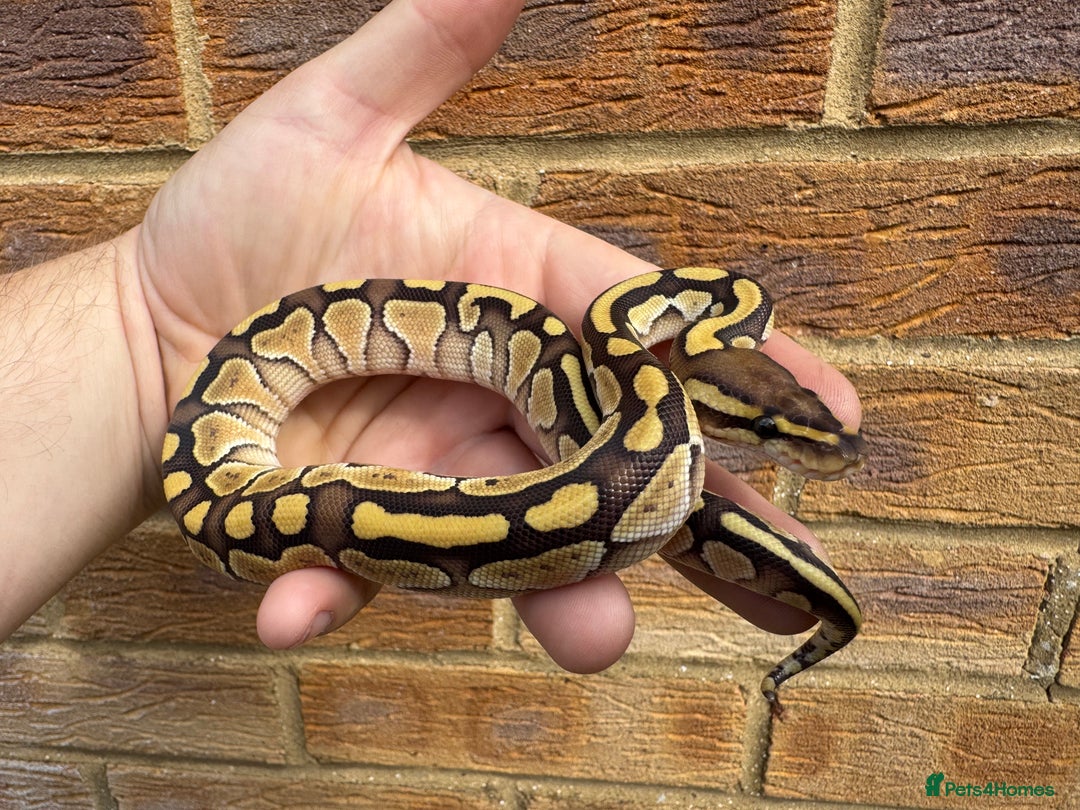 Python Snake reptiles for sale: Ball python hatchlings  - Advert 4