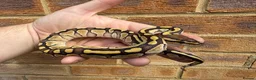 Python Snake reptiles for sale: Ball python hatchlings  - Advert 4