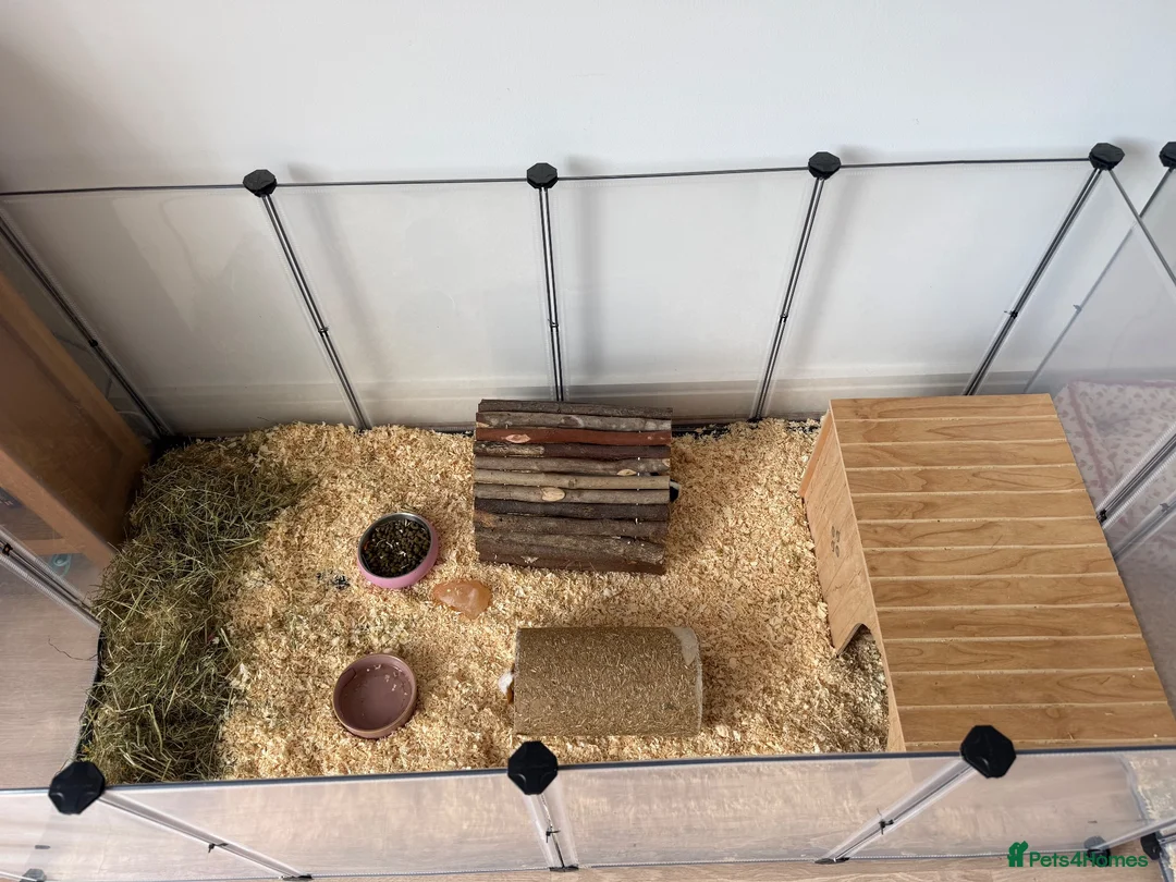 Guinea Pig rodents for sale: Two female bonded guinea pigs  - Advert 4