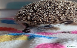 Pygmy Hedgehog rodents for sale: Herbert 6 month old Male Hedgehog/ AVAILABLE  - Image 5