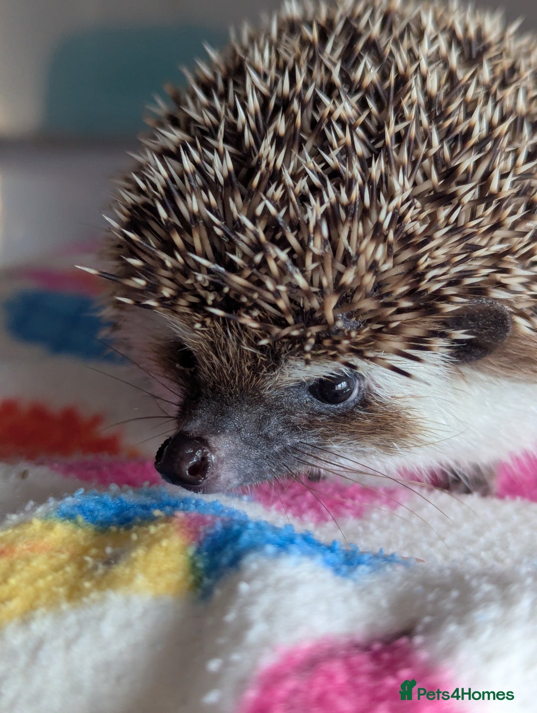 Pygmy Hedgehog rodents for sale: Herbert 6 month old Male Hedgehog/ AVAILABLE  - Image 5