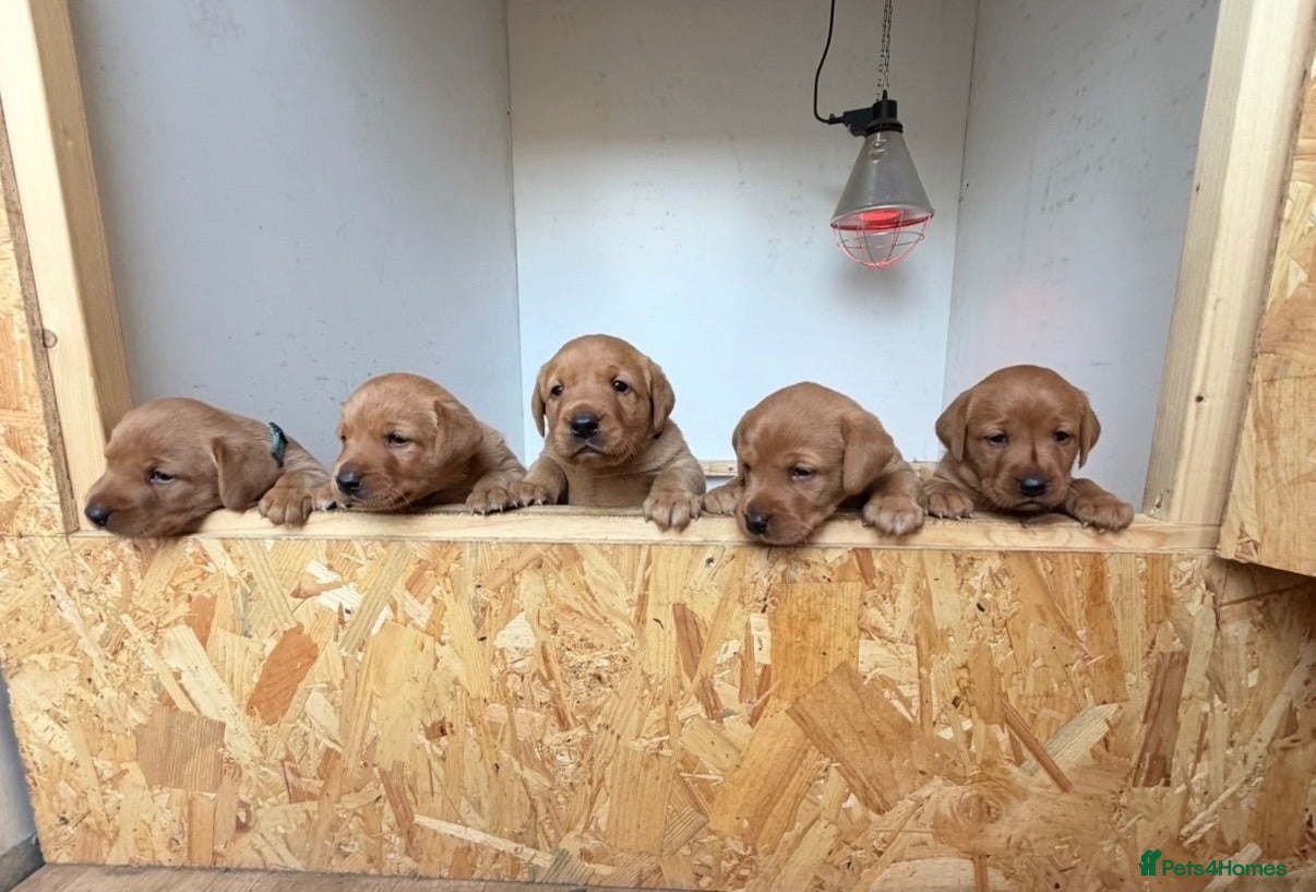 Labrador Retriever dogs KC WORKING FOX RED PUPPIE’S - Advert 2