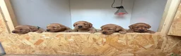 Labrador Retriever dogs for sale: FOX RED PUPPY’S - Advert 19