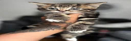 Siberian cats for sale: Beautiful siberian with American shorthair - Advert 13