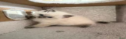 Ragdoll cats for sale: GCCF Ragdoll females excellent pedigree  - Advert 12