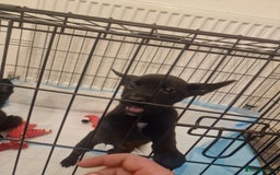 Mixed Breed dogs for sale: Cane corso cross German shepherd  - Advert 3