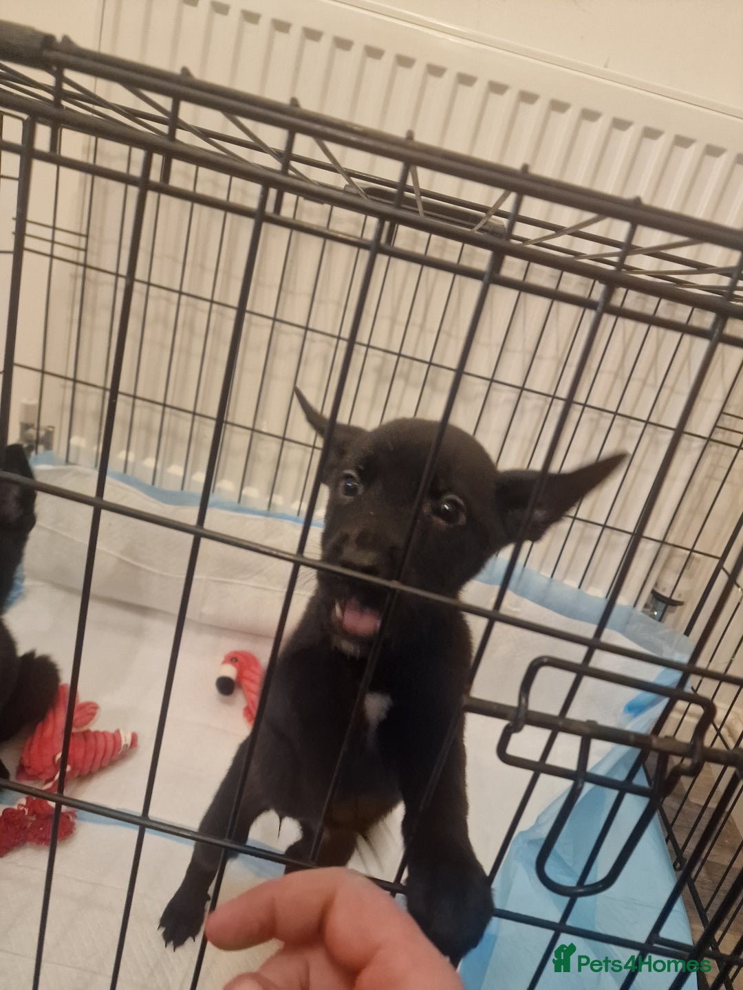 Mixed Breed dogs for sale: Cane corso cross German shepherd  - Advert 3