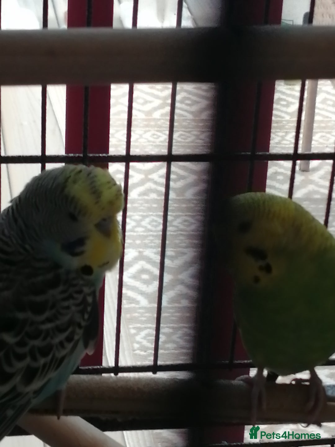 Budgerigars birds for sale: budgies for sale - Advert 9