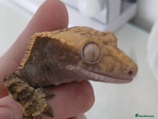 Gecko reptiles Crested Ghekko, enclosure and extras included - Advert 1