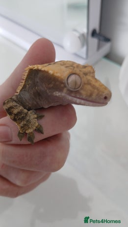 Gecko reptiles Crested Ghekko, enclosure and extras included - Advert 1