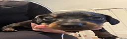 Miniature Dachshund dogs for sale: 5 miniature black & tan dachshunds  in Southport - Advert 9