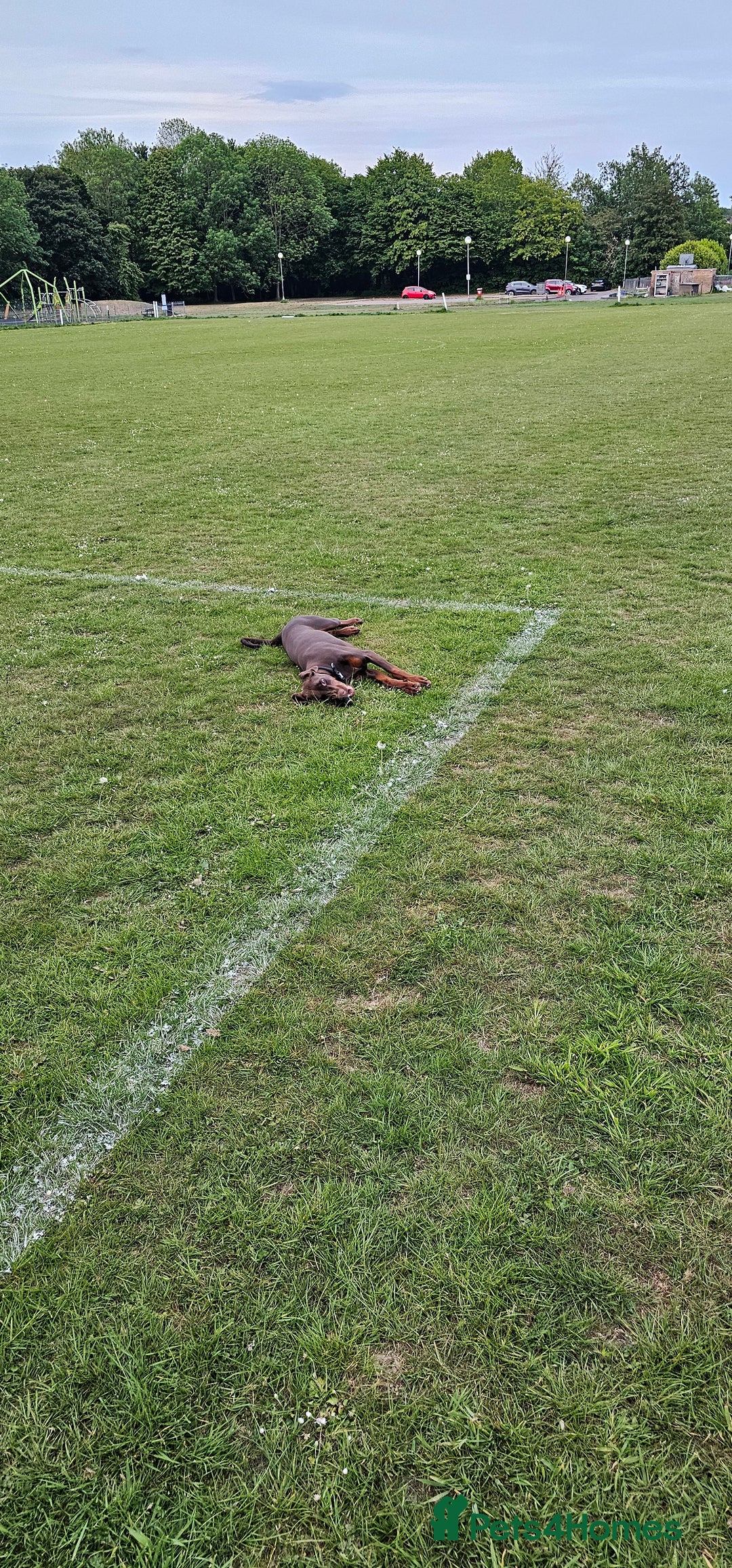 Dobermann dogs for sale: 10 month old Doberman female - Image 5