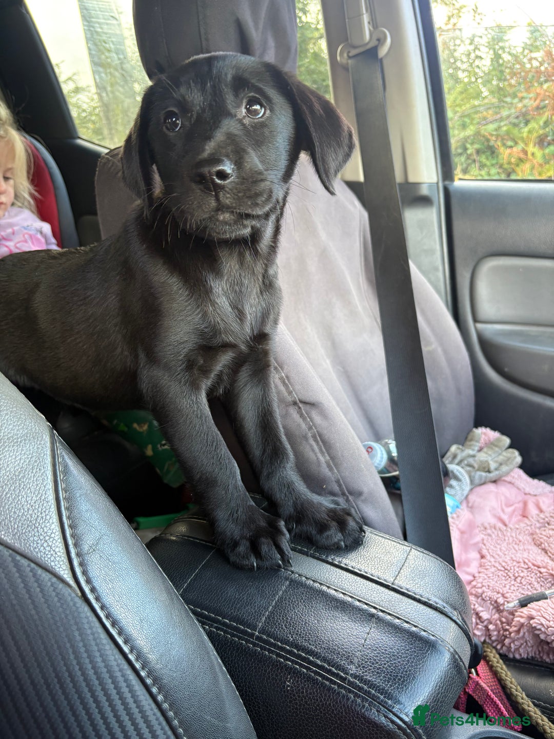 Labrador Retriever dogs for sale: ⭐️READY TO GO NOW⭐️KC Reg Labrador Puppies  - Image 21