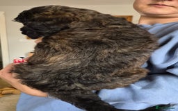 Cockapoo dogs for sale: F1b cockapoo - Image 4