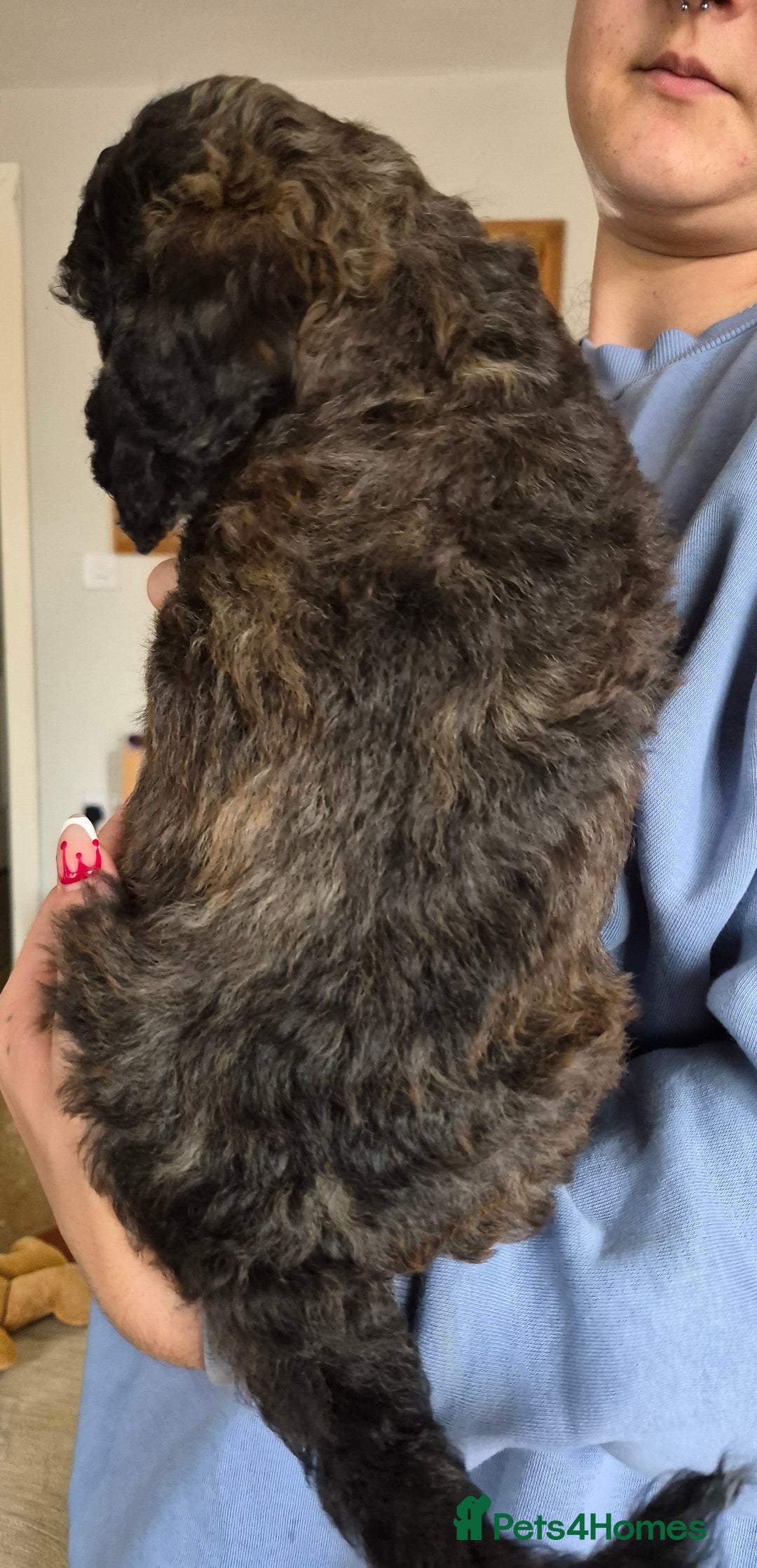 Cockapoo dogs for sale: F1b cockapoo - Image 4