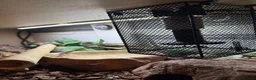 Python Snake reptiles for sale: 3 year old male banana ball python in Bury Saint Edmunds - Advert 6