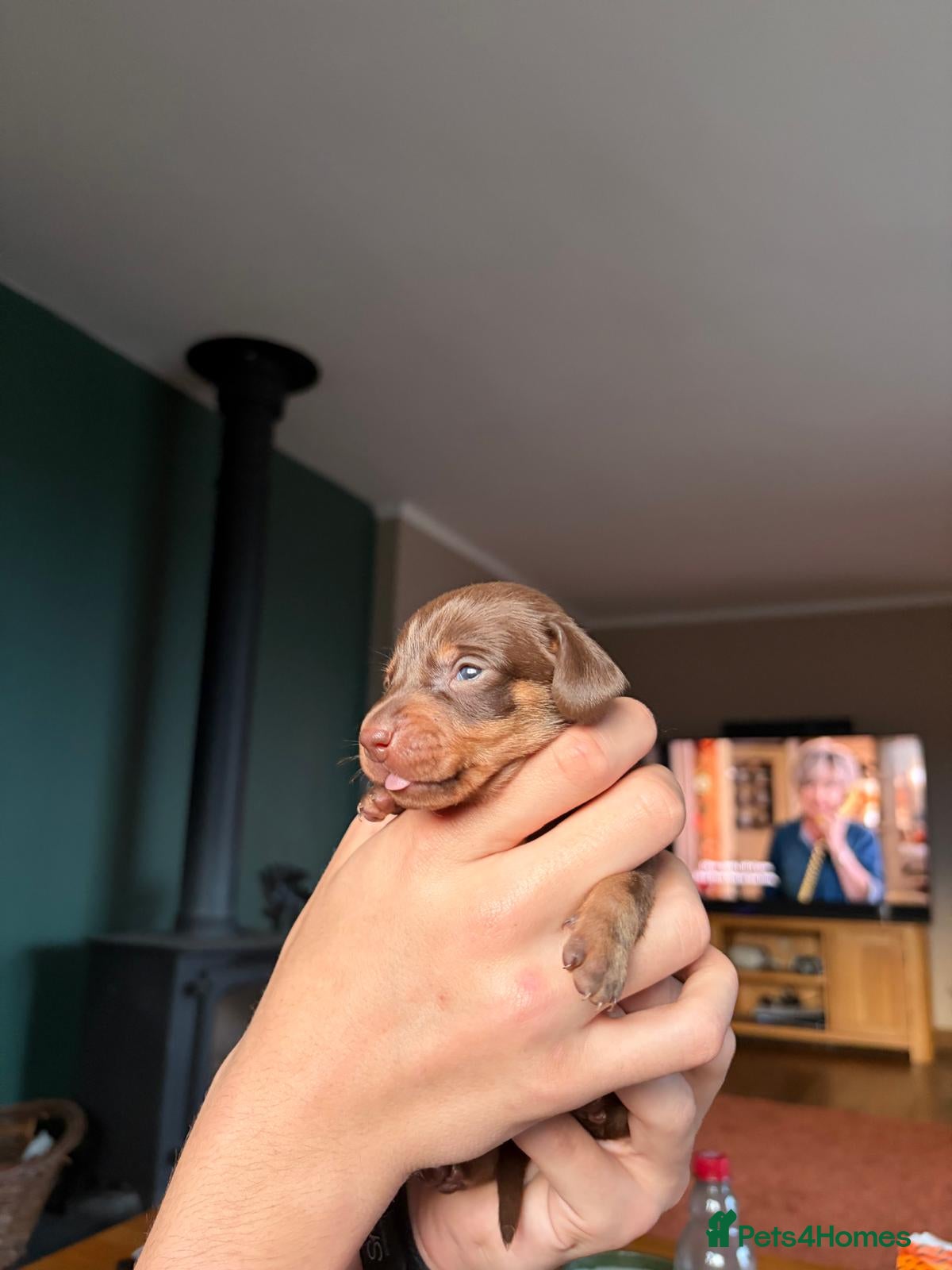 Miniature Dachshund dogs Gorgeous miniature dachshund puppies - Advert 14