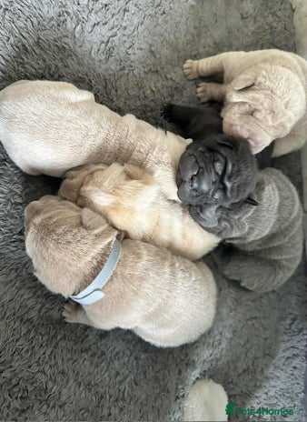 Shar Pei dogs - Advert 1