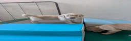 Golden Retriever dogs for sale: Golden retriever puppies  - Advert 6