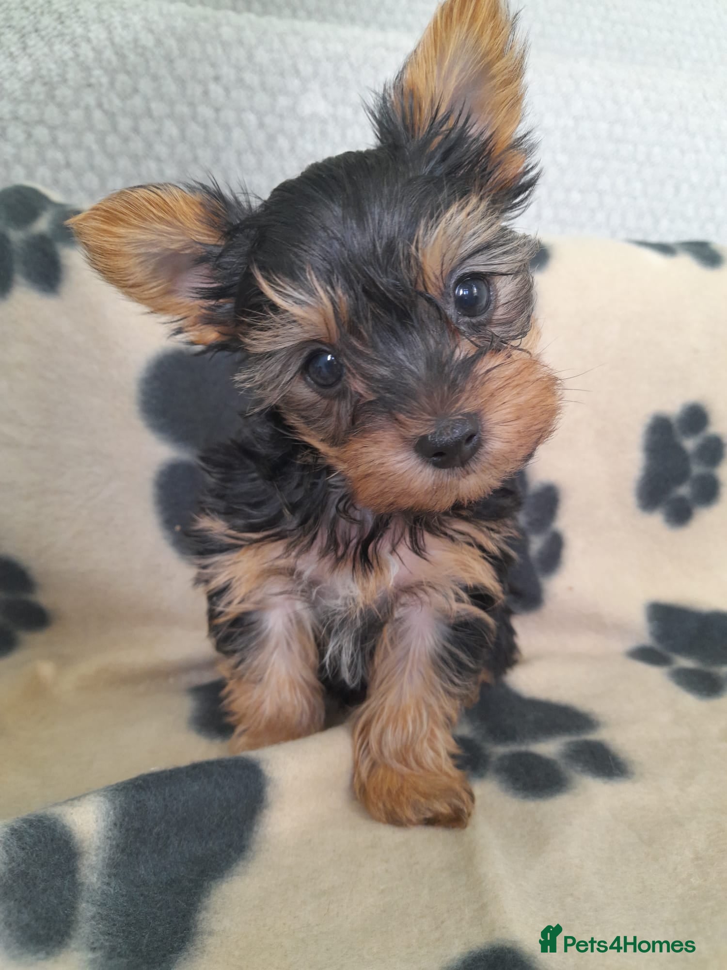 Yorkshire Terrier dogs Miniature Yorkshire Terrier Pups - Advert 1
