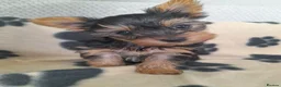 Yorkshire Terrier dogs for sale: Miniature Yorkshire Terrier Pups - Advert 4