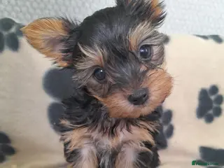 Yorkshire Terrier dogs Miniature Yorkshire Terrier Pups - Advert 9