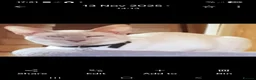Siamese cats for sale: Male Lilac Point Siamese  - Advert 2