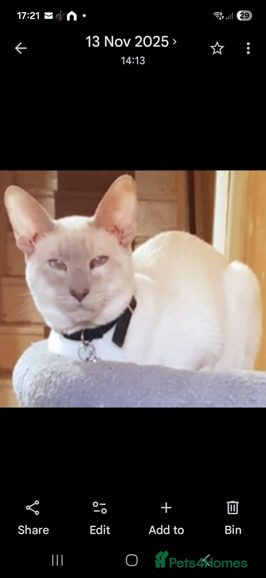 Siamese cats for sale: Male Lilac Point Siamese  - Advert 2