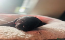 Labrador Retriever dogs for sale: EXCELLENT &UNIQUE LAB PUPPIES AV 12 NOV £1450 - Image 22
