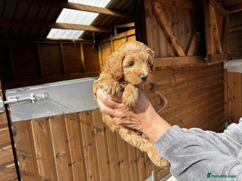 Cavapoo dogs for sale: Beautiful Cavapoo puppy - Advert 7