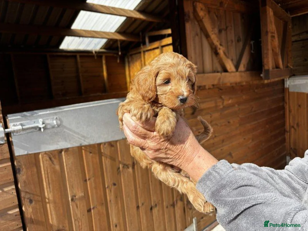 Cavapoo dogs for sale: Beautiful Cavapoo puppy in Dumfries - Advert 1
