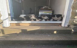 Border Collie dogs for sale: Border collie pups - Image 6