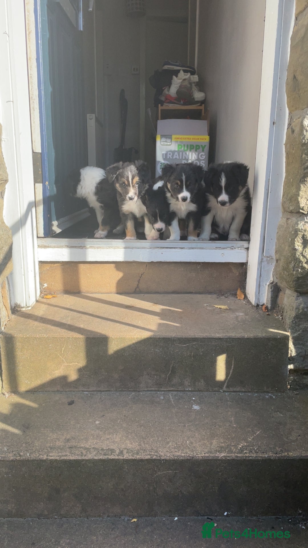 Border Collie dogs for sale: Border collie pups - Image 6