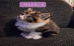 Norwegian Forest Cat cats for sale: Norwegian forest cross kittens - Image 4