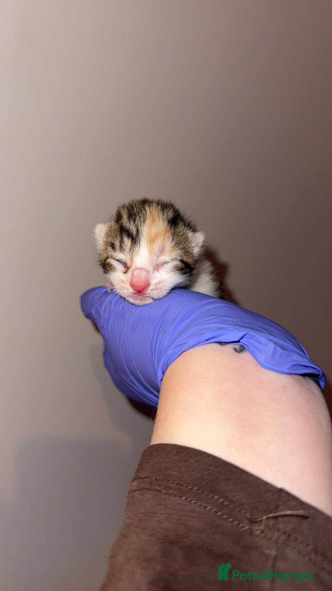 Domestic Shorthair cats for sale: 5 kittens available  - Advert 5