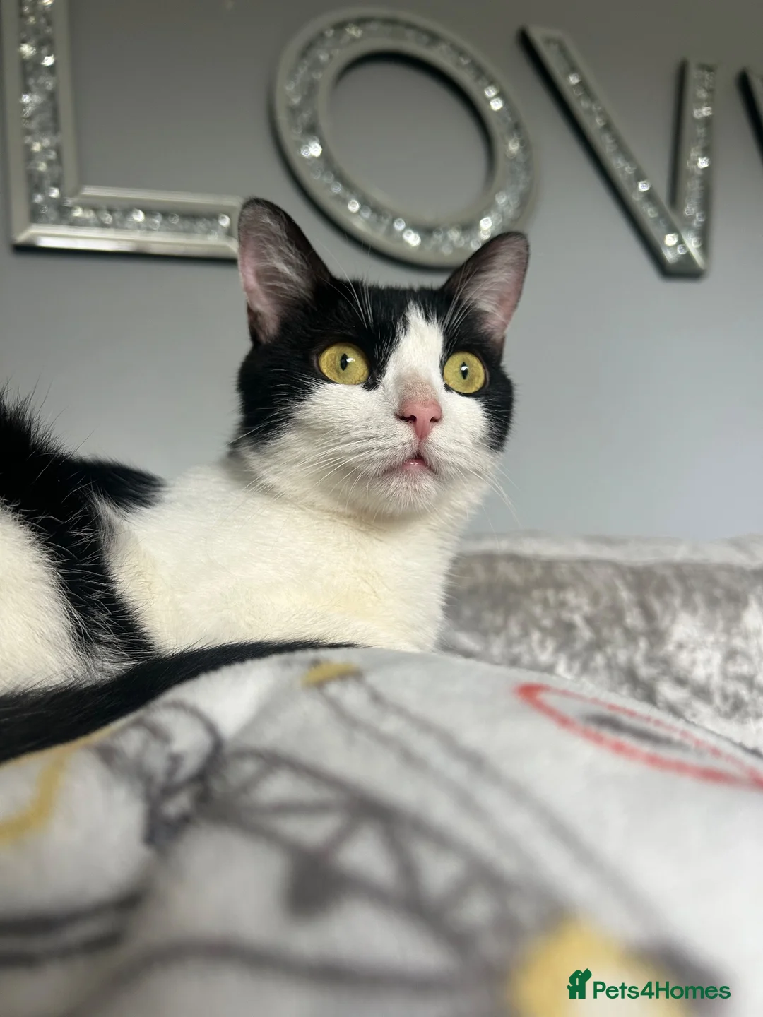Mixed Breed cats for sale: Loving cat in Willenhall - Advert 1