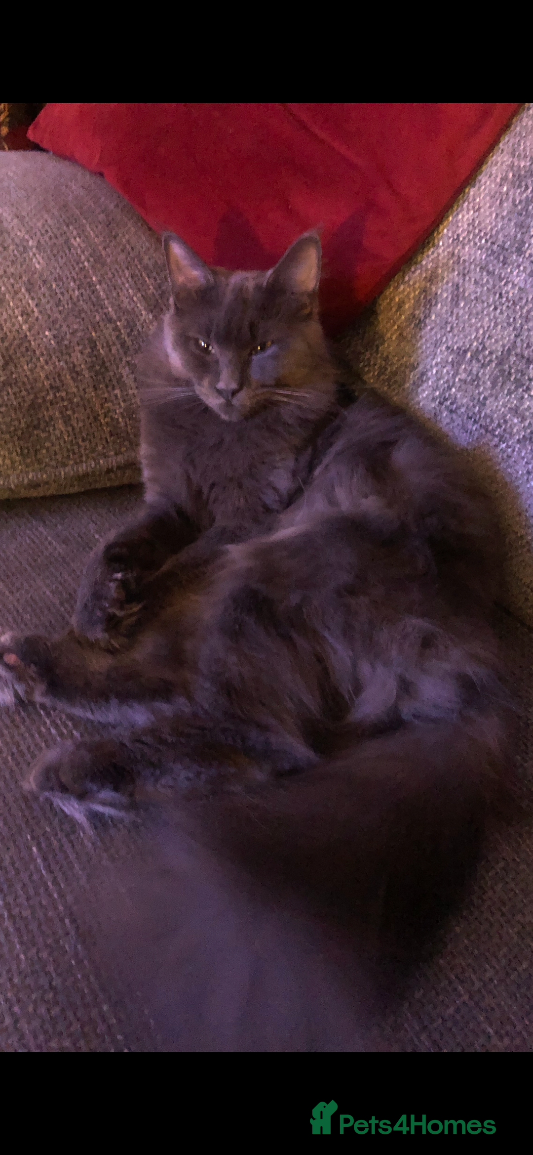 Maine Coon cats for sale: 8 beautiful mainecoon kittens for sale - Advert 32