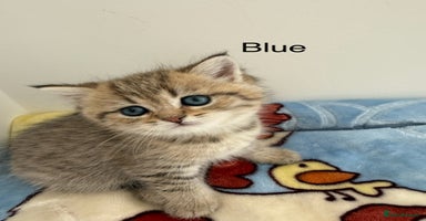 British Shorthair cats - Advert 3