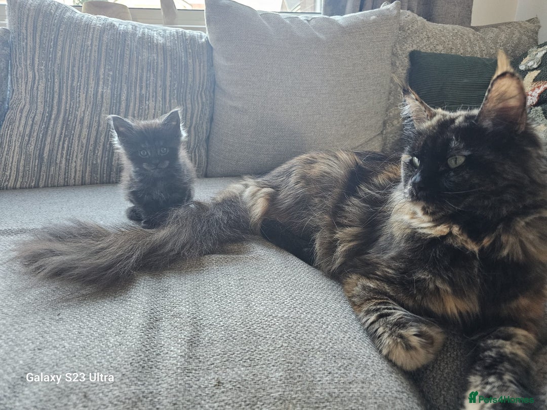 Maine Coon cats for sale: Maine coon babies 😻 - Advert 3